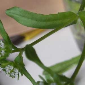 Photographie n°2168562 du taxon Valeriana locusta L. [1753]