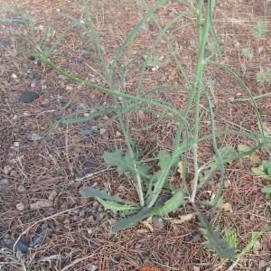 Photographie n°2168594 du taxon Chondrilla juncea L. [1753]