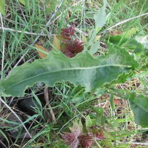 Photographie n°2168608 du taxon Rumex crépue