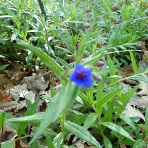 Photographie n°2168630 du taxon Buglossoides purpurocaerulea (L.) I.M.Johnst. [1954]