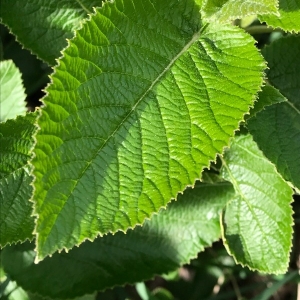 Photographie n°2168695 du taxon Viburnum lantana L. [1753]