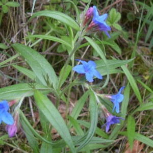 Photographie n°2168736 du taxon Buglossoides purpurocaerulea (L.) I.M.Johnst. [1954]