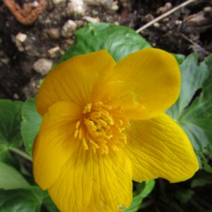 Photographie n°2168760 du taxon Caltha palustris L. [1753]