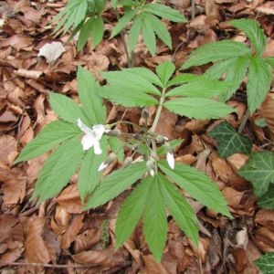 Photographie n°2168771 du taxon Cardamine heptaphylla (Vill.) O.E.Schulz [1903]