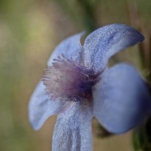 Photographie n°2168780 du taxon Anchusa italica Retz. [1779]