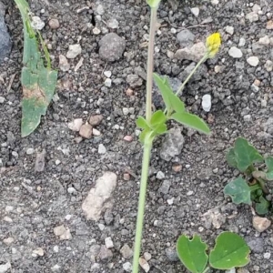 Photographie n°2168781 du taxon Medicago lupulina L. [1753]