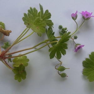 Photographie n°2168783 du taxon Geranium molle L. [1753]