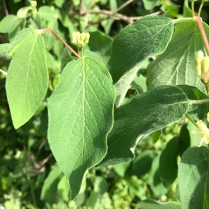 Photographie n°2168796 du taxon Lonicera xylosteum L. [1753]