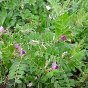 Photographie n°2168812 du taxon Vicia sativa L. [1753]