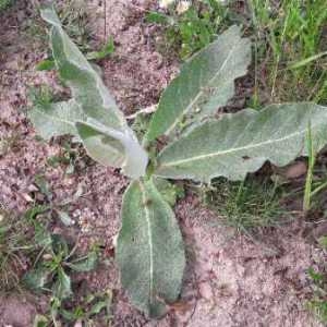 Photographie n°2168816 du taxon Verbascum thapsus L. [1753]