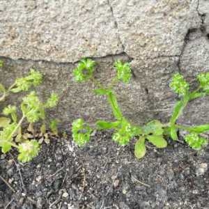 Photographie n°2168822 du taxon Valerianella locusta (L.) Laterr. [1821]