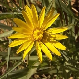 Photographie n°2168849 du taxon Tragopogon pratensis L. [1753]