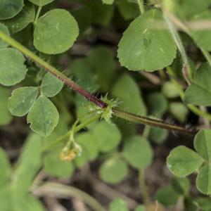 Photographie n°2168878 du taxon Medicago maculata Willd. [1802]