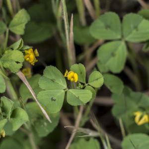 Photographie n°2168879 du taxon Medicago maculata Willd. [1802]