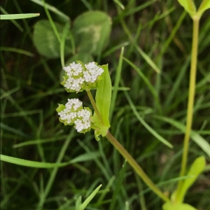 Photographie n°2168887 du taxon Valerianella locusta (L.) Laterr. [1821]