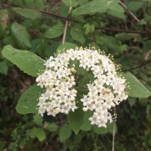 Photographie n°2168895 du taxon Viburnum lantana L. [1753]