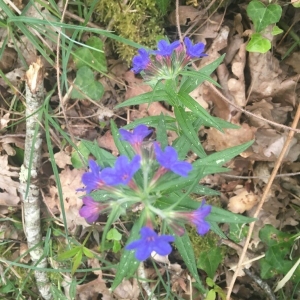 Photographie n°2168905 du taxon Buglossoides purpurocaerulea (L.) I.M.Johnst. [1954]
