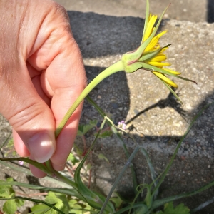  - Tragopogon major Jacq. [1773]