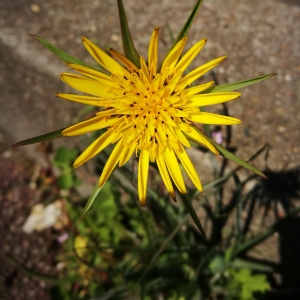  - Tragopogon major Jacq. [1773]