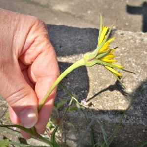  - Tragopogon major Jacq. [1773]