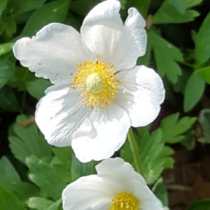 Photographie n°2168921 du taxon Anemone sylvestris L. [1753]