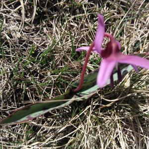 Photographie n°2168923 du taxon Erythronium dens-canis L.