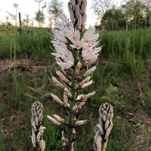 Photographie n°2168928 du taxon Asphodelus albus Mill. [1768]