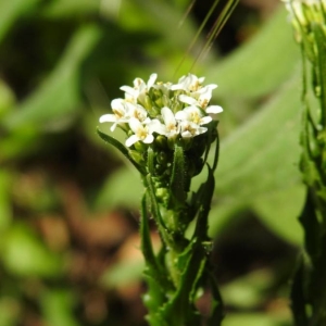 Photographie n°2168971 du taxon Arabis hirsuta (L.) Scop. [1772]