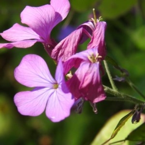 Photographie n°2168974 du taxon Lunaria annua L. [1753]