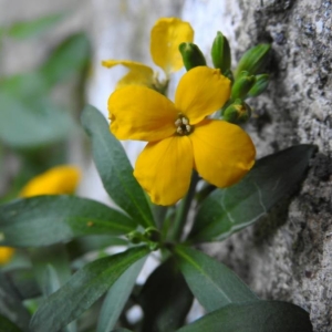 Photographie n°2168977 du taxon Erysimum cheiri (L.) Crantz [1769]