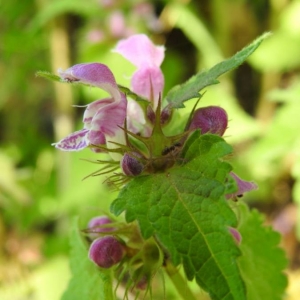 Photographie n°2168984 du taxon Lamium maculatum (L.) L. [1763]