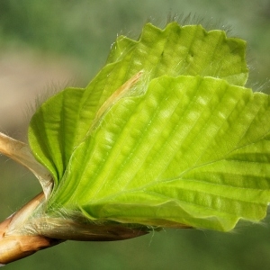 Photographie n°2168986 du taxon Fagus sylvatica L.