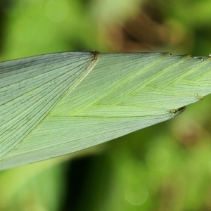 Photographie n°2168987 du taxon Polygonatum odoratum (Mill.) Druce