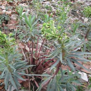 Photographie n°2169078 du taxon Euphorbia characias L. [1753]