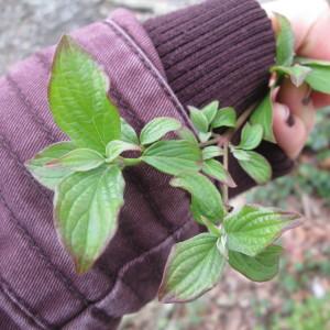 Photographie n°2169080 du taxon Cornus sanguinea L. [1753]