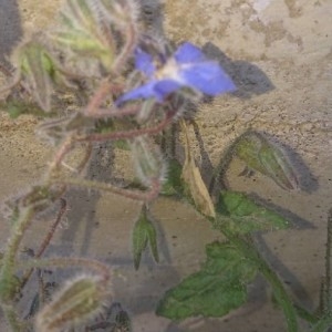 Photographie n°2169094 du taxon Borago officinalis L. [1753]