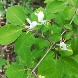 Photographie n°2169117 du taxon Lonicera xylosteum L. [1753]