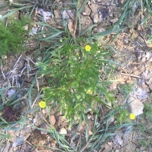 Photographie n°2169119 du taxon Ranunculus arvensis L. [1753]