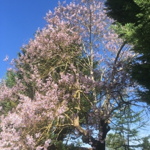 Photographie n°2169123 du taxon Prunus subhirtella Miq. [1864]