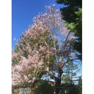 Prunus subhirtella Miq.