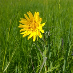 Photographie n°2169124 du taxon Tragopogon pratensis L. [1753]