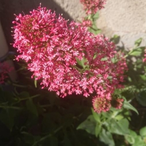 Photographie n°2169125 du taxon Centranthus ruber (L.) DC.