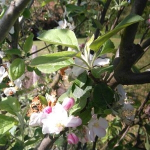 Photographie n°2169162 du taxon Malus domestica Borkh. [1803]