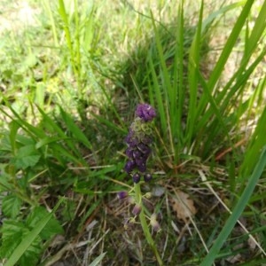 Photographie n°2169180 du taxon Muscari comosum (L.) Mill.