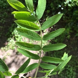 Photographie n°2169186 du taxon Sorbus aucuparia L. [1753]