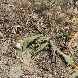 Photographie n°2169215 du taxon Plantago lagopus L. [1753]