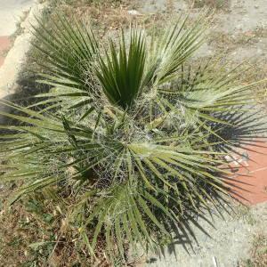 Washingtonia filifera (Linden ex André) H.Wendl. ex de Bary (Palmier à jupons)