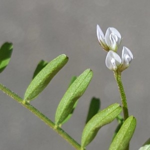 Photographie n°2169265 du taxon Vicia hirsuta (L.) Gray [1821]