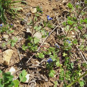 Photographie n°2169272 du taxon Veronica triphyllos L. [1753]