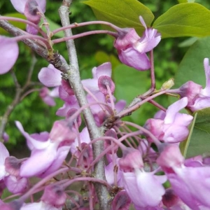 Photographie n°2169285 du taxon Cercis siliquastrum L. [1753]